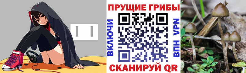 где можно купить   Лобня  Галлюциногенные грибы Magic Shrooms 